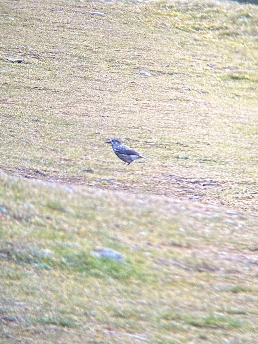 Northern Nutcracker - ML646422169