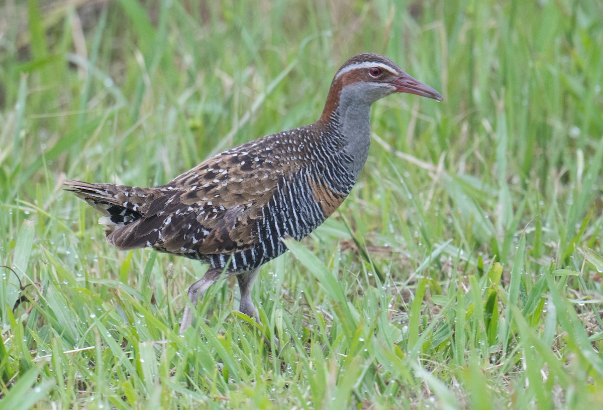 Buff-banded Rail - ML646422171