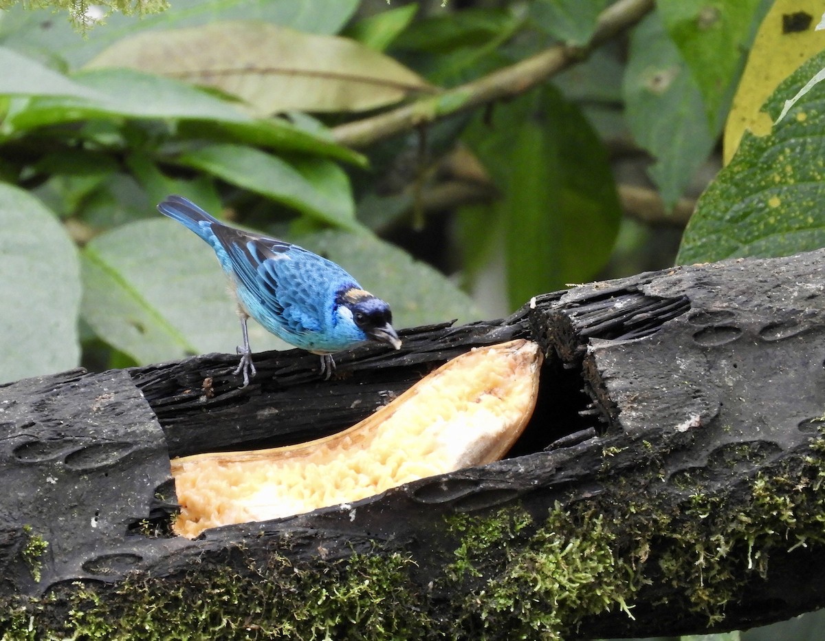 Golden-naped Tanager - ML646422172