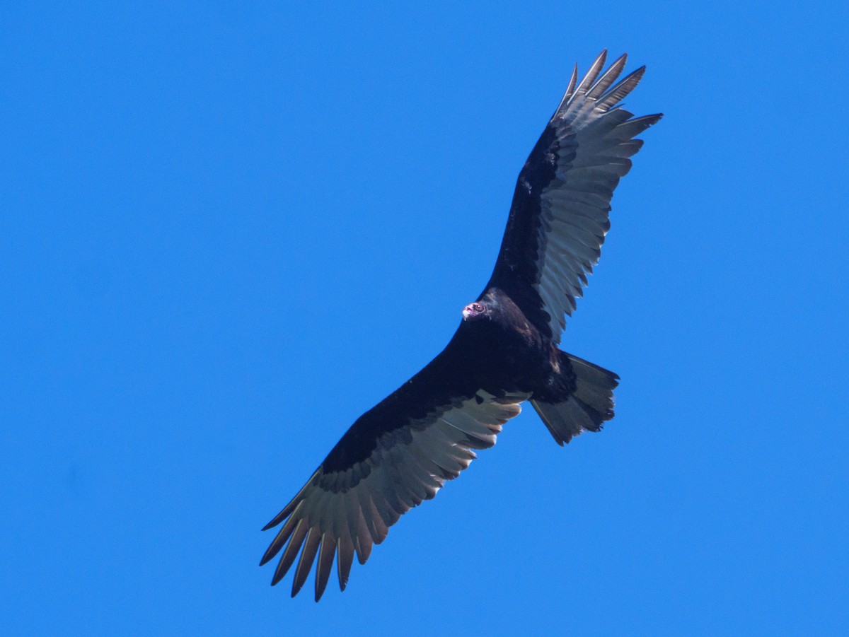 Zopilote indioilarra - ML646422173