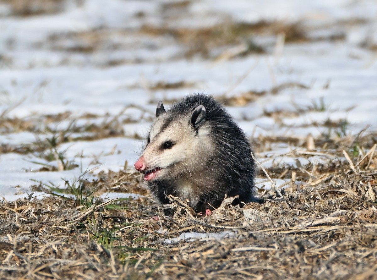 Virginia Opossum - ML646422174