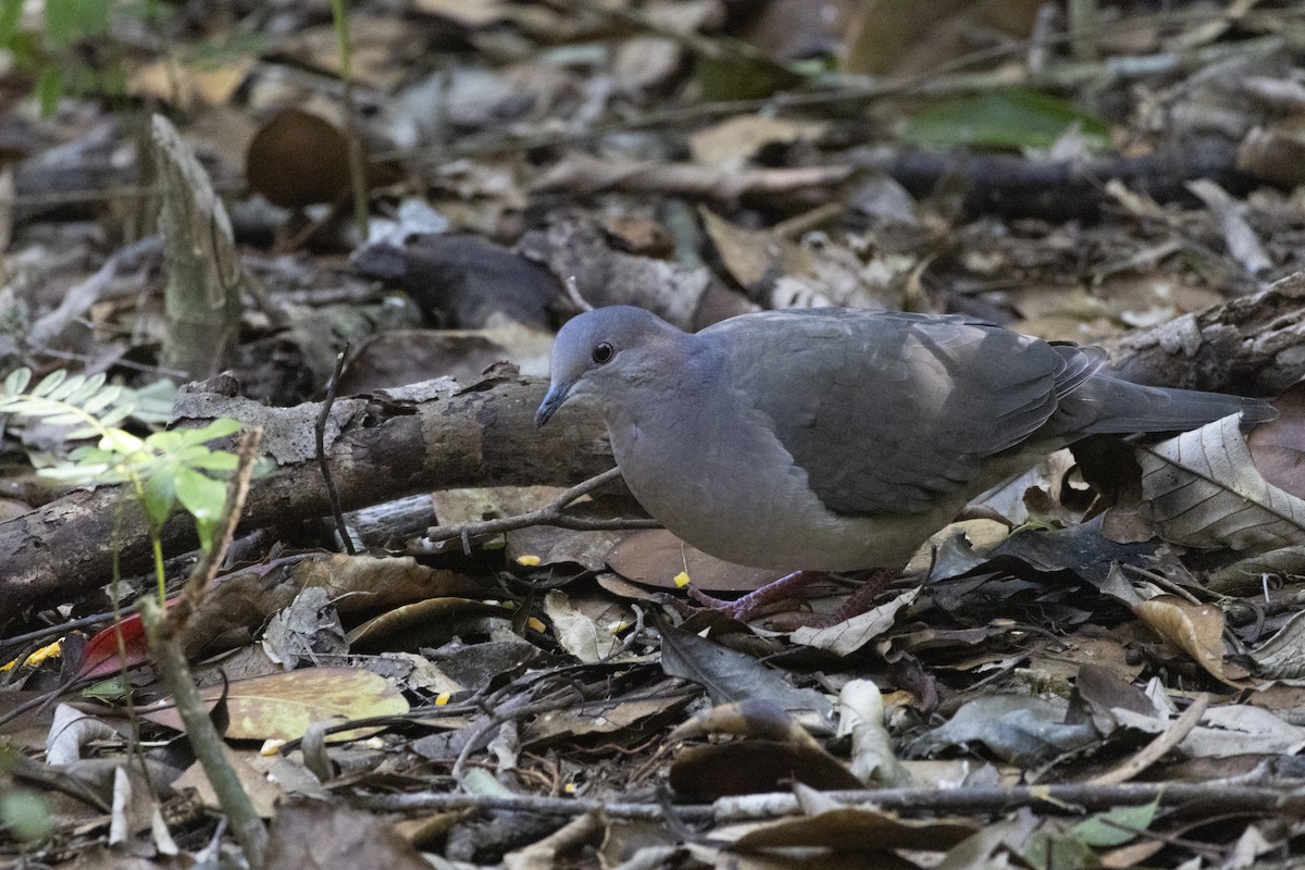 White-tipped Dove - ML646422175