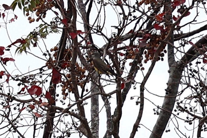 Western Kingbird - ML646422176