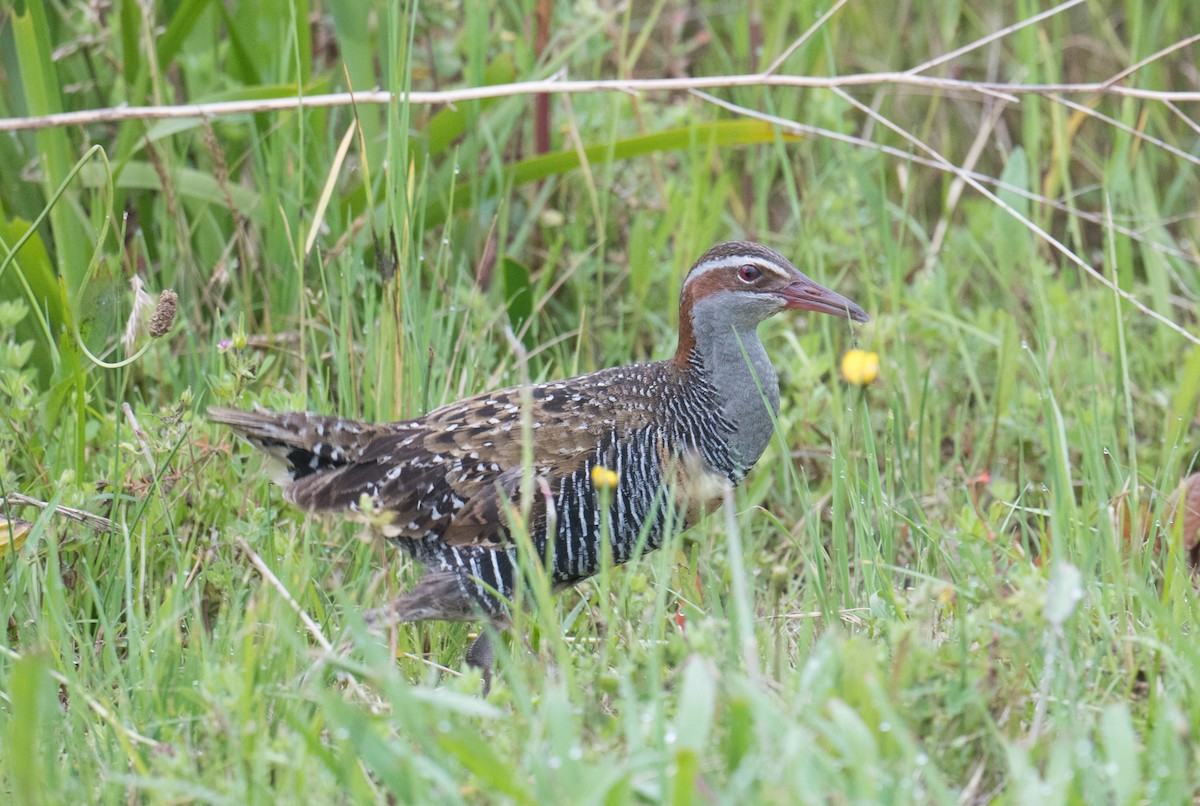 Buff-banded Rail - ML646422177