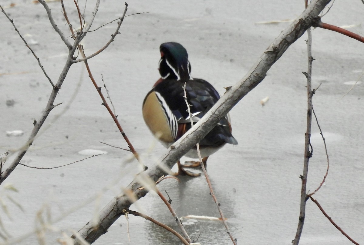 Wood Duck - ML646422178