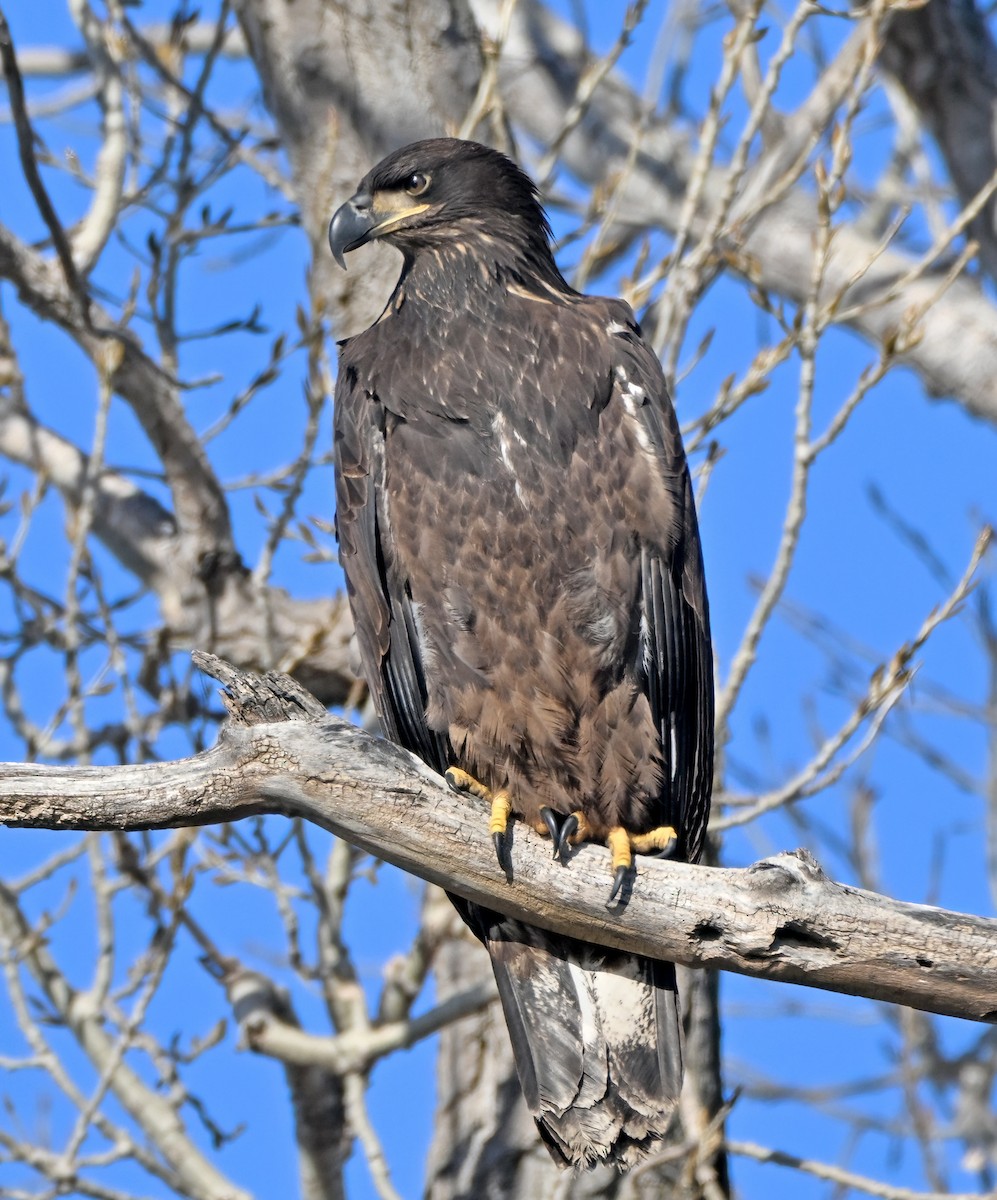 Bald Eagle - ML646422180