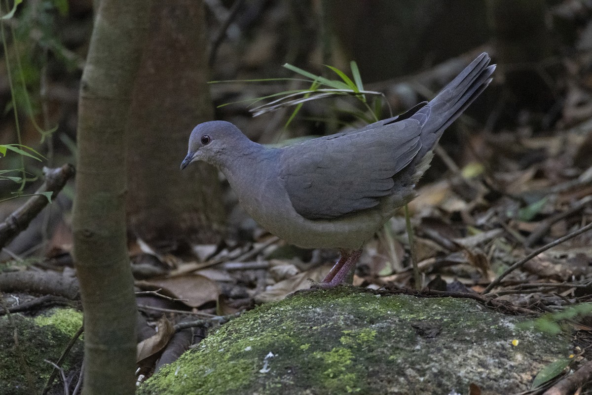 White-tipped Dove - ML646422183