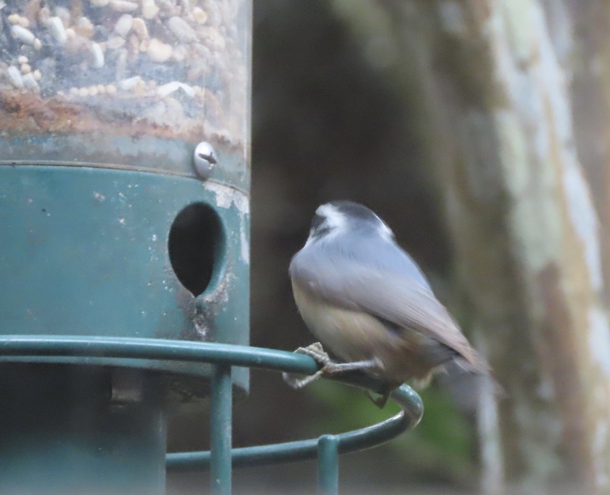 Red-breasted Nuthatch - ML646422186