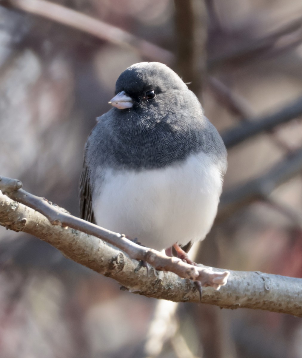 Dark-eyed Junco - ML646422187