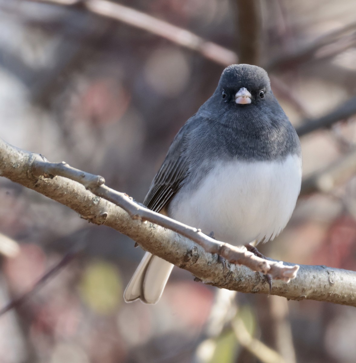 Dark-eyed Junco - ML646422188