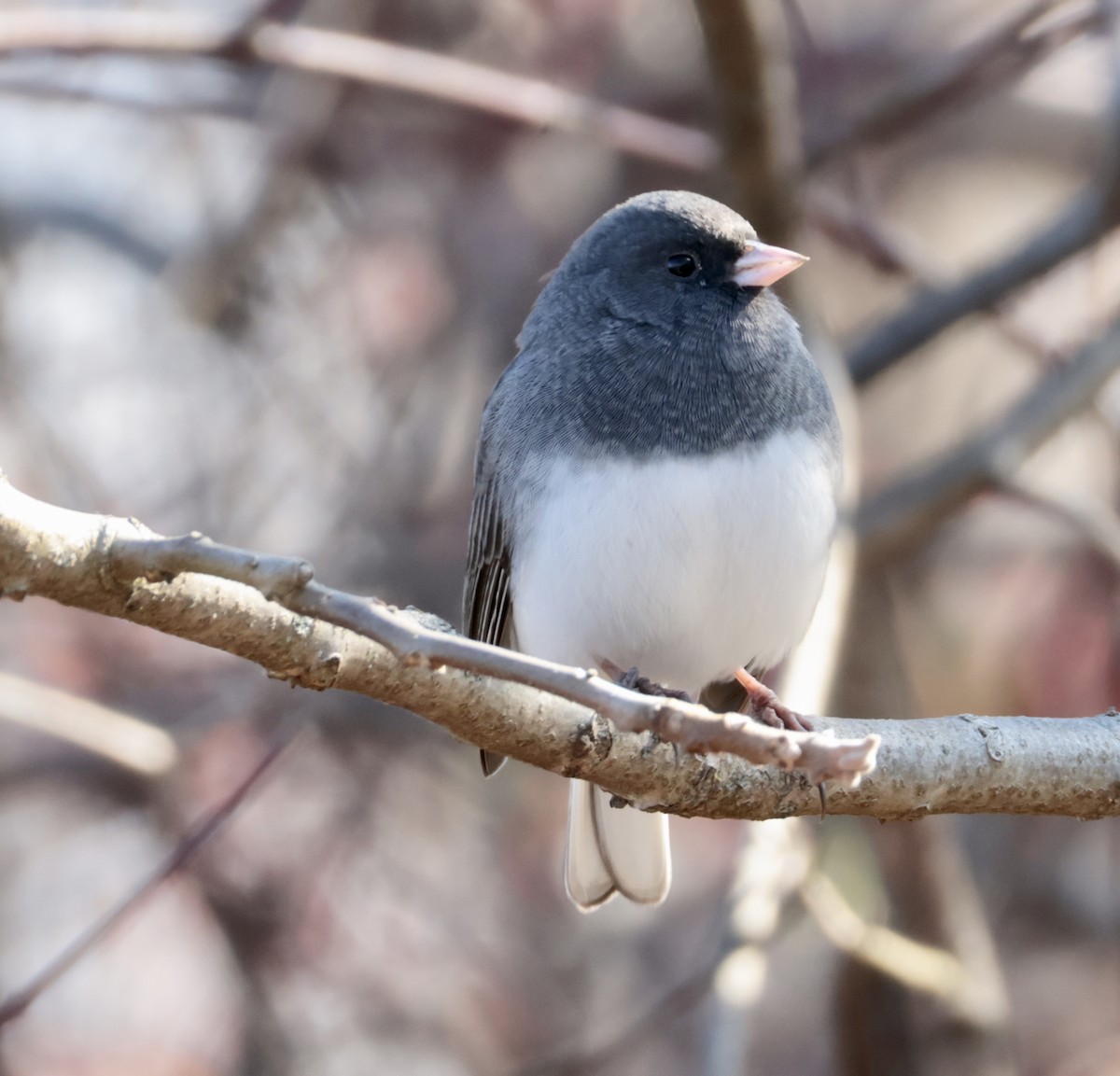 Dark-eyed Junco - ML646422189