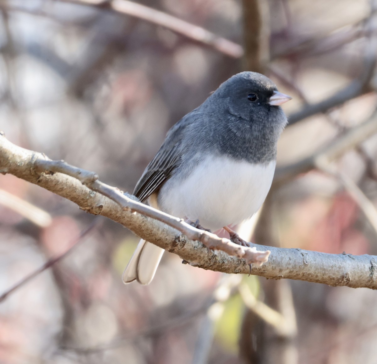 Dark-eyed Junco - ML646422190