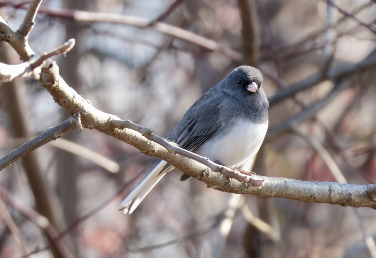 Dark-eyed Junco - ML646422191