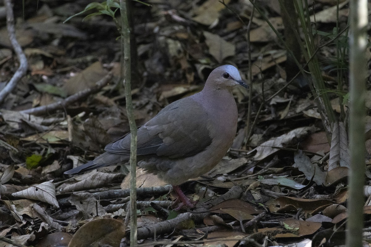 Gray-fronted Dove - ML646422192