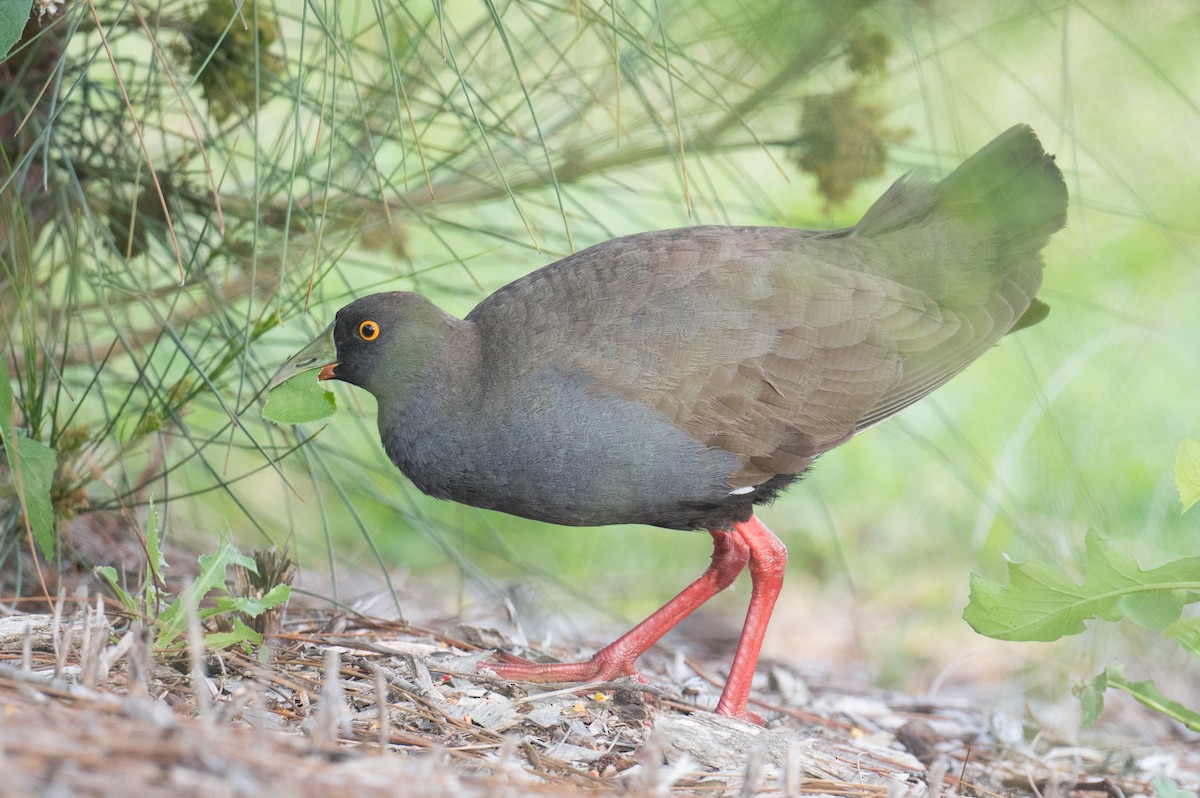 Black-tailed Nativehen - ML646422193