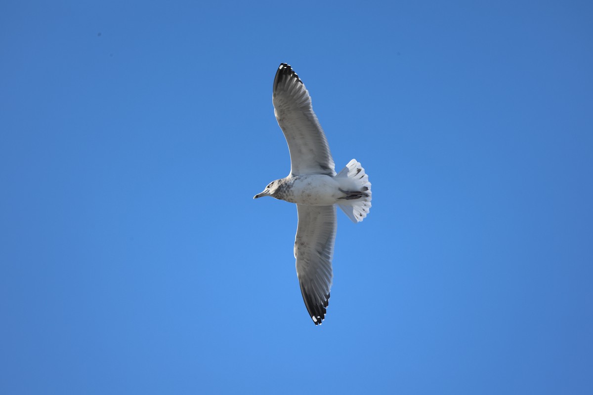 American Herring Gull - ML646422194