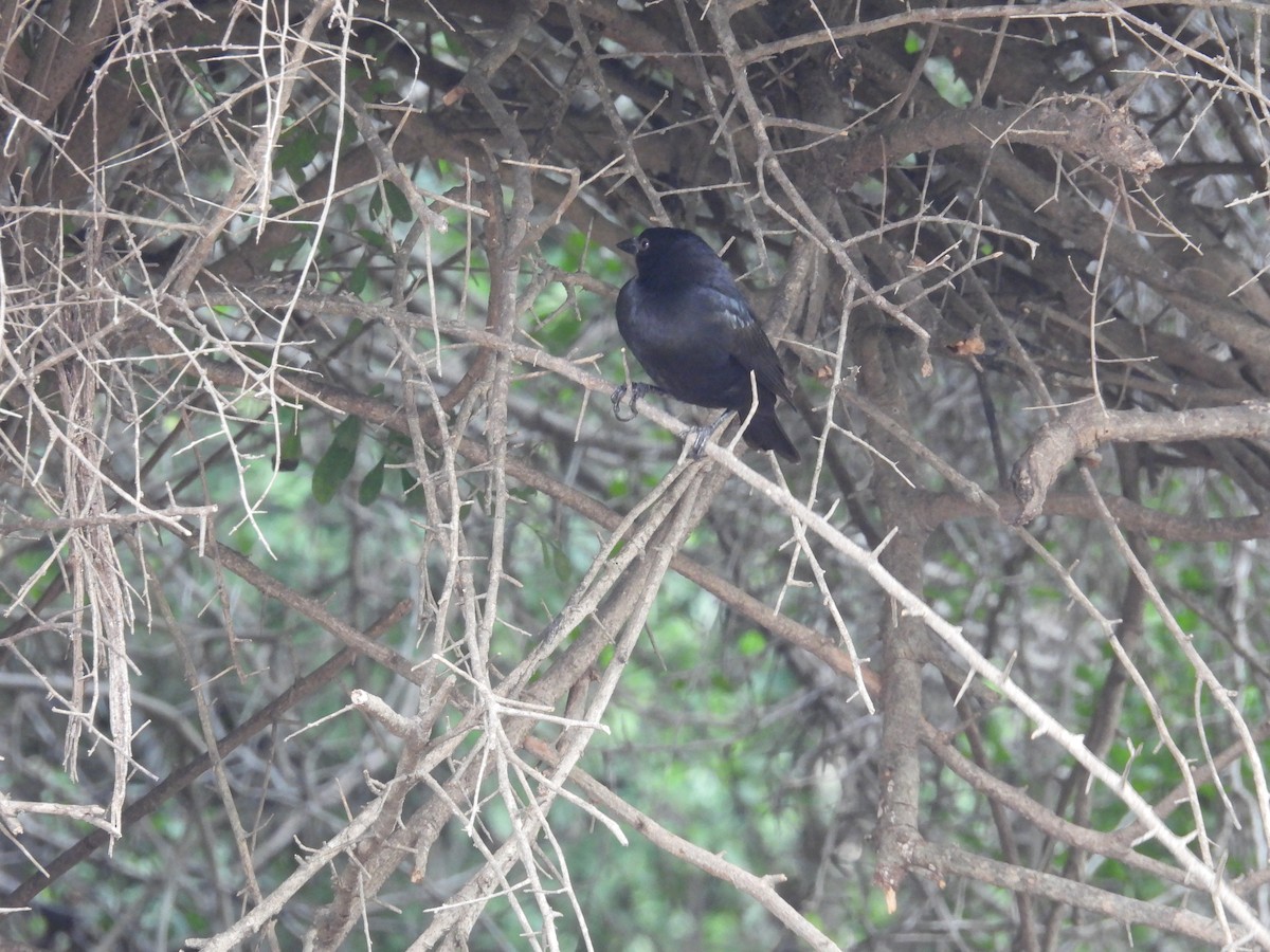 Bronzed Cowbird - ML646422195