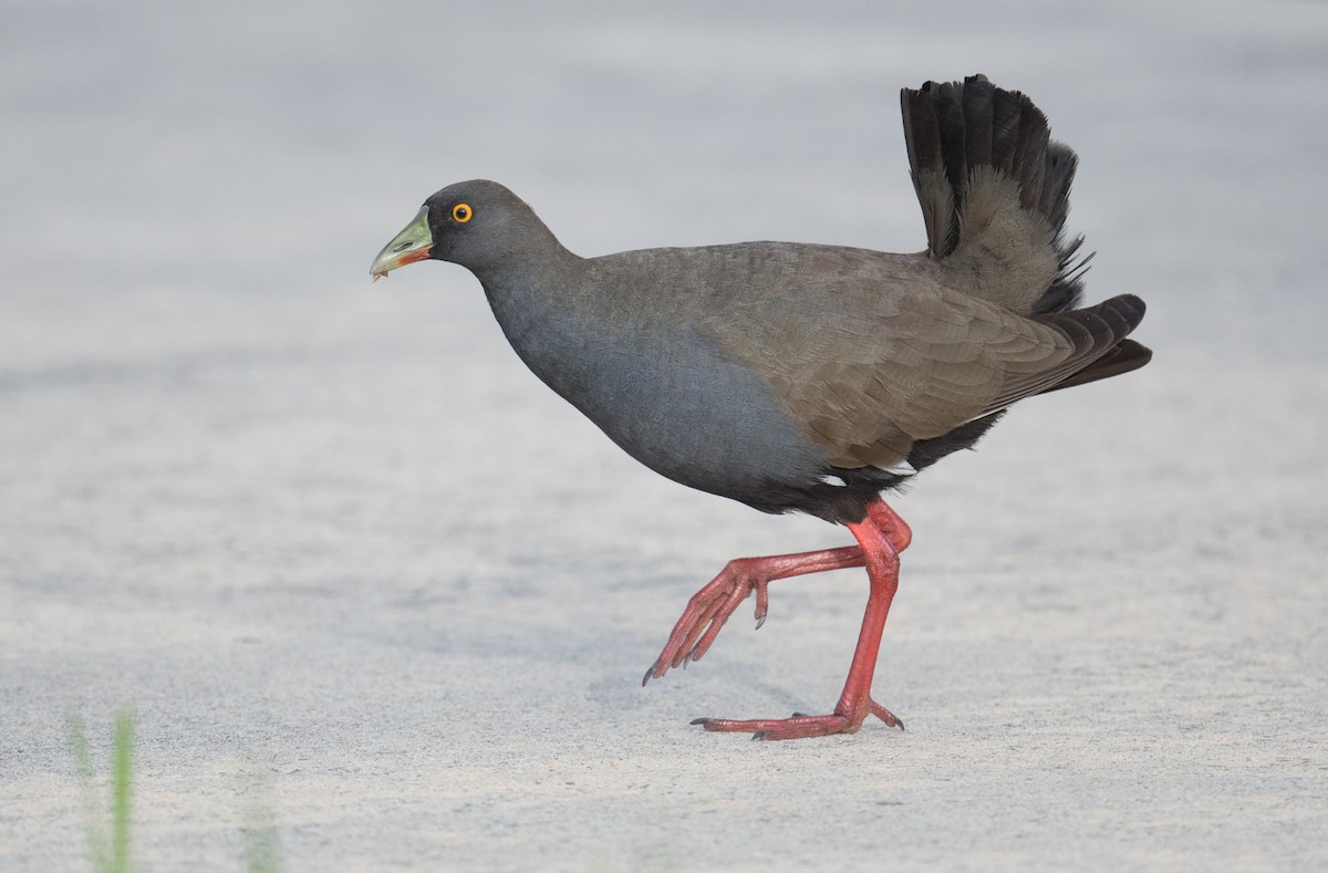 Black-tailed Nativehen - ML646422196
