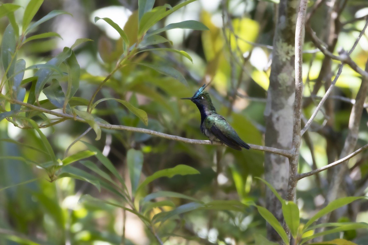 Green-crowned Plovercrest - ML646422198