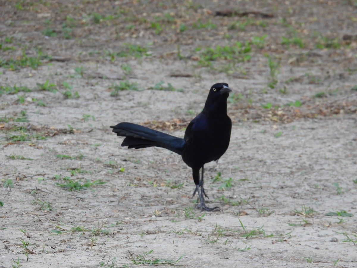 Great-tailed Grackle - ML646422202