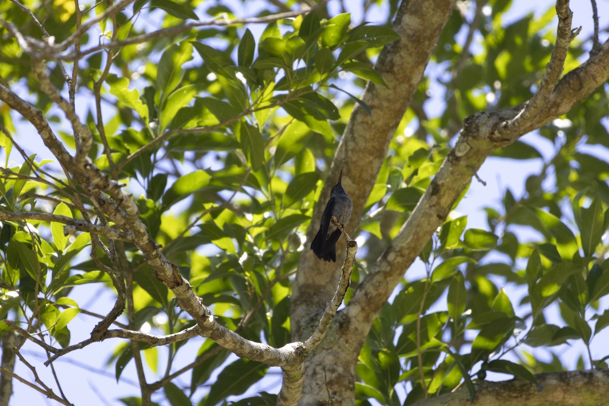 Sombre Hummingbird - ML646422203