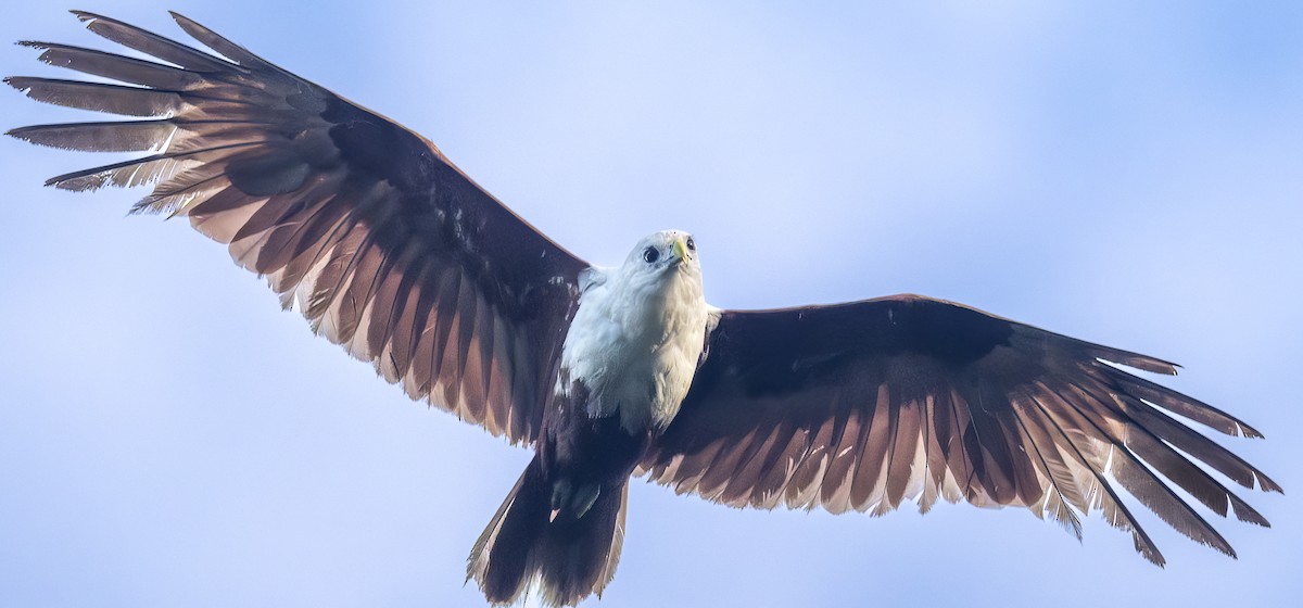 栗鳶 - ML646422217