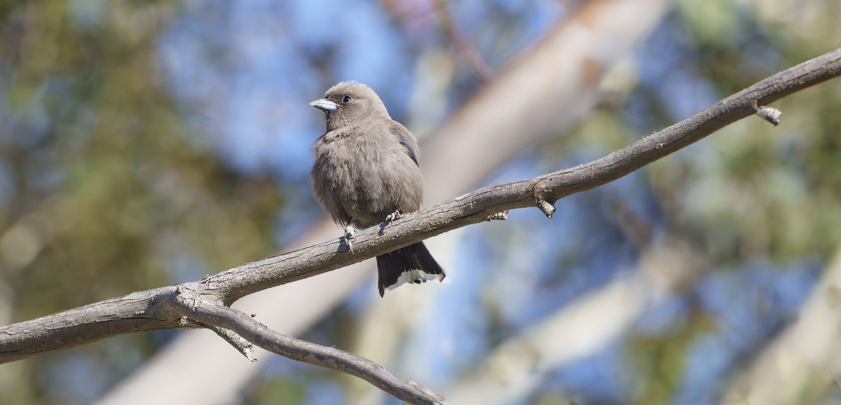 Dusky Woodswallow - ML646422218