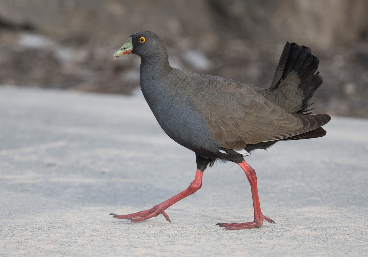 Black-tailed Nativehen - ML646422219