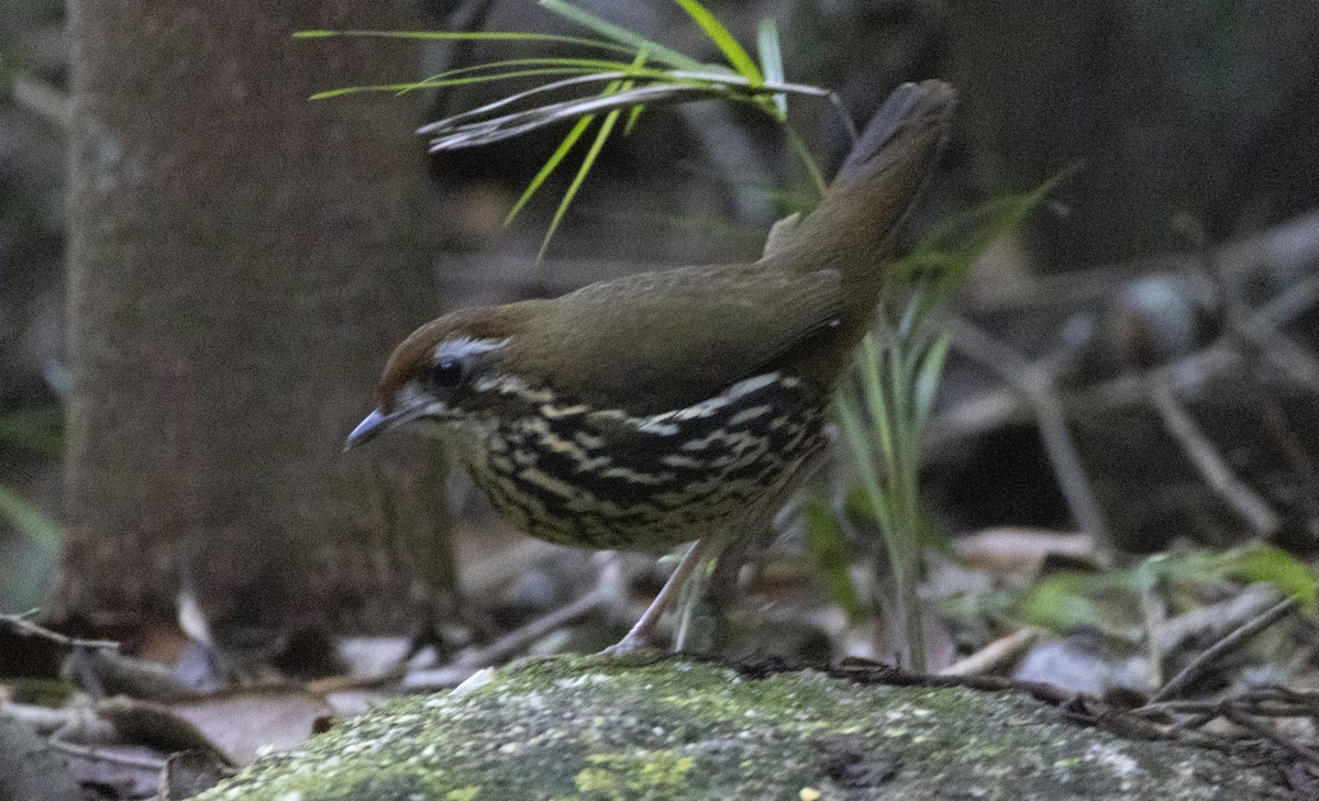 Such's Antthrush - ML646422220