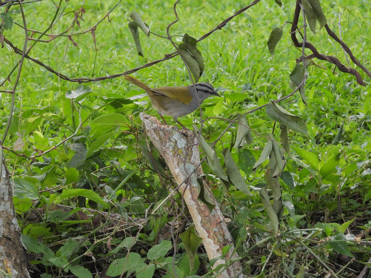 Black-striped Sparrow - ML646422221