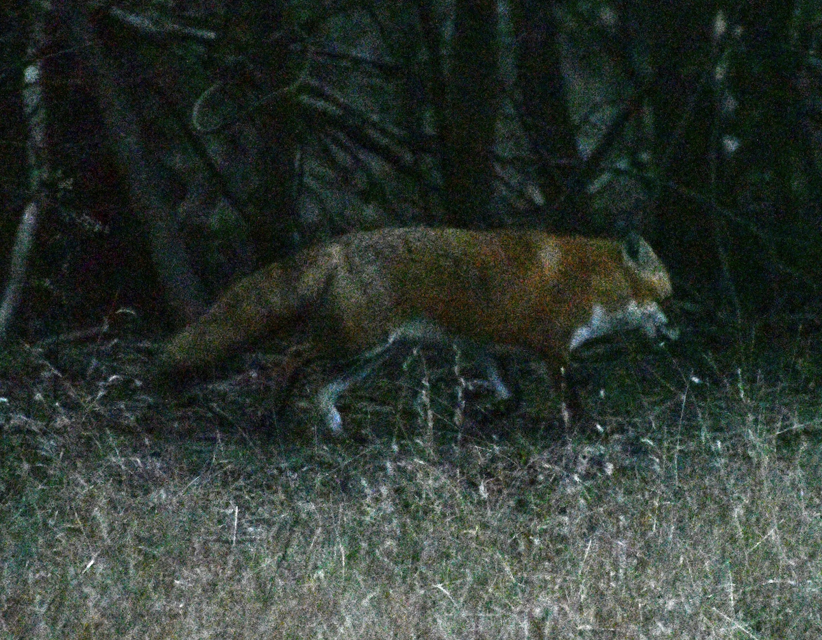 Eastern American Red Fox - ML646422222