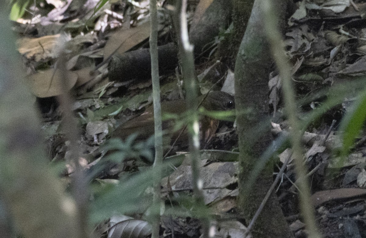 Rufous-breasted Leaftosser - ML646422224