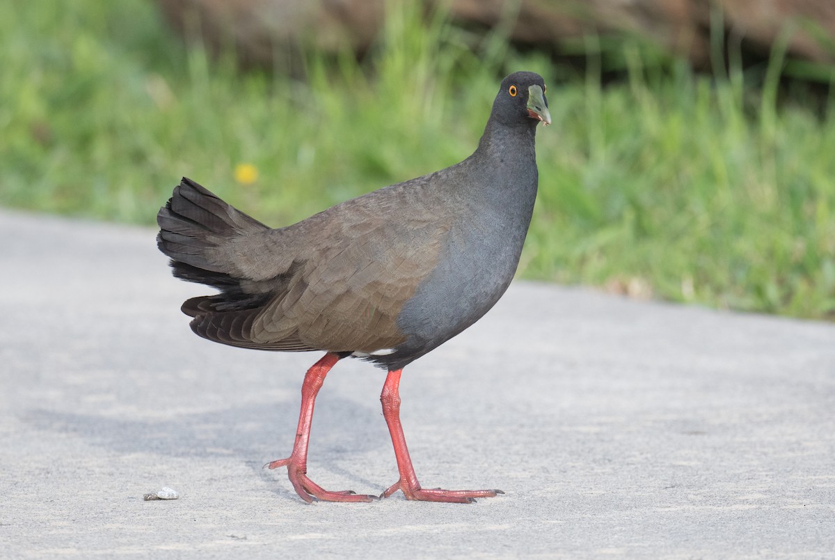 Black-tailed Nativehen - ML646422225