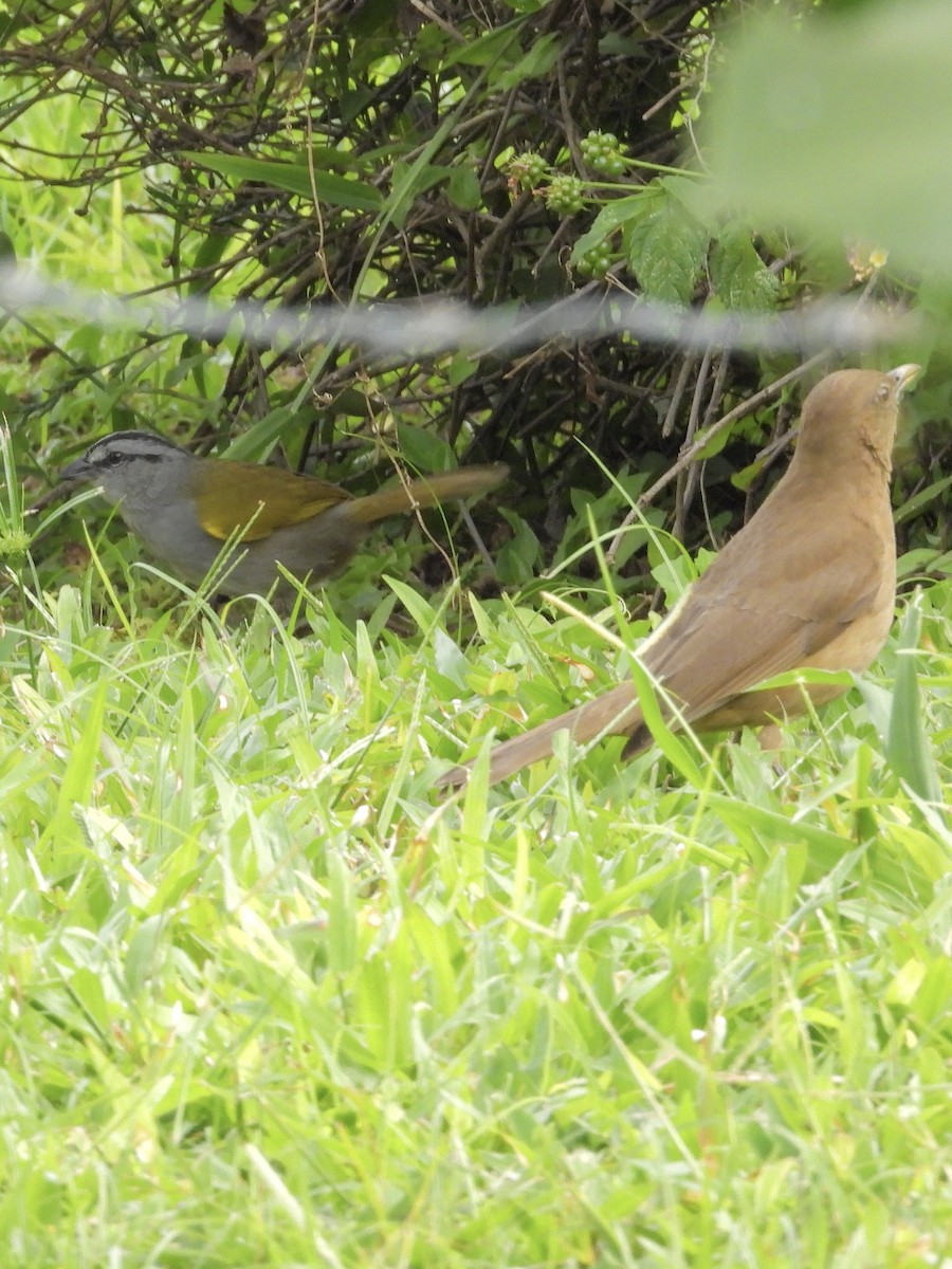 Clay-colored Thrush - ML646422226