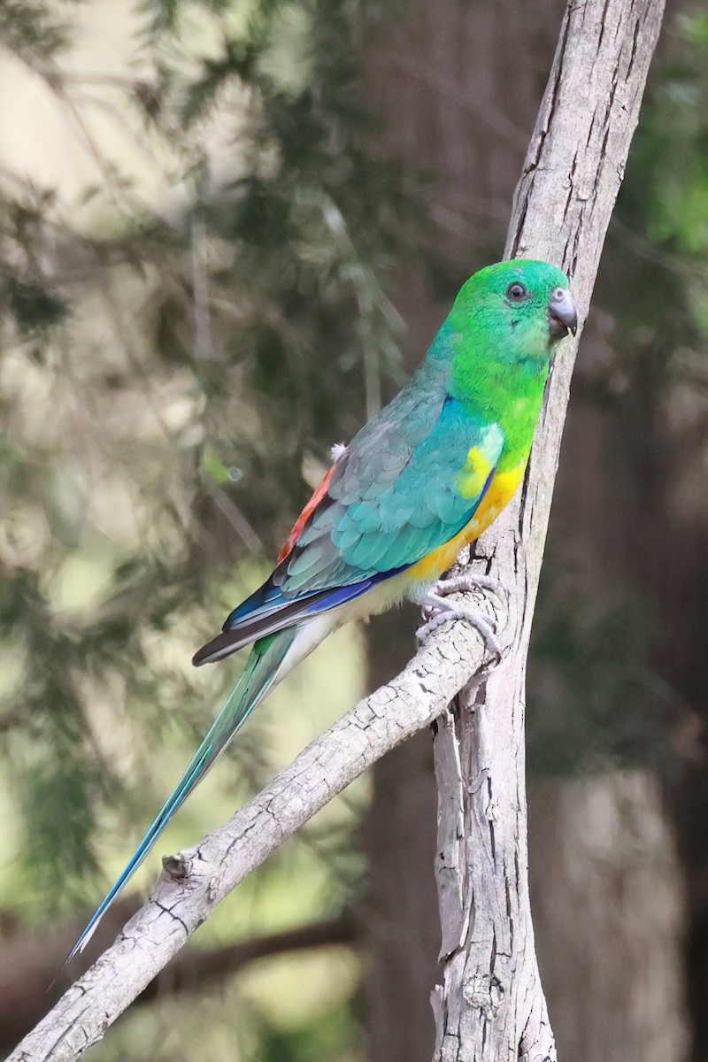 Red-rumped Parrot - ML646422227
