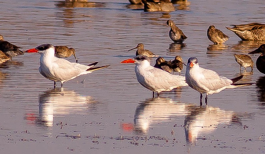 Txenada mokogorria - ML646422228