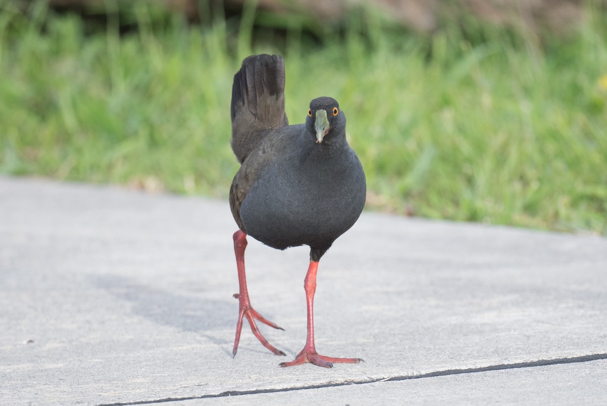 Black-tailed Nativehen - ML646422229