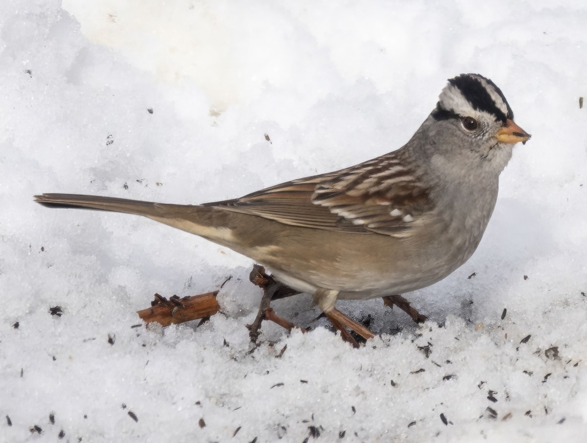 White-crowned Sparrow - ML646422230