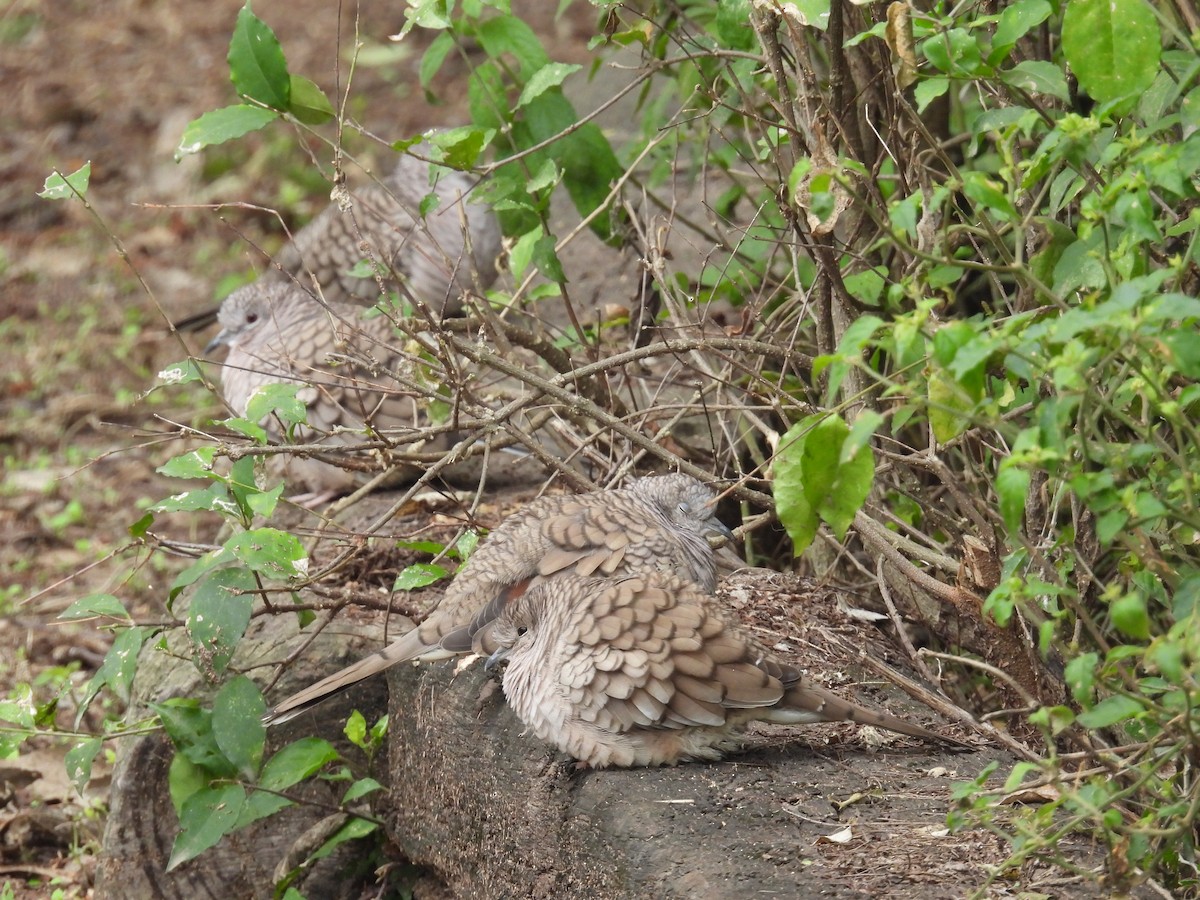 Inca Dove - ML646422231