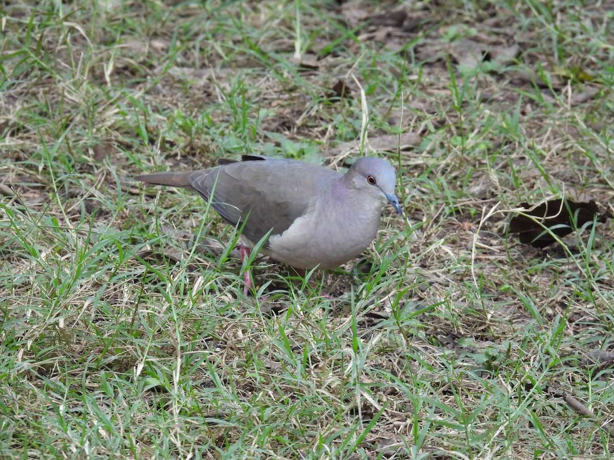 White-tipped Dove - ML646422232