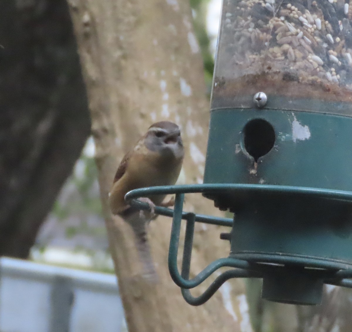 Carolina Wren - ML646422233