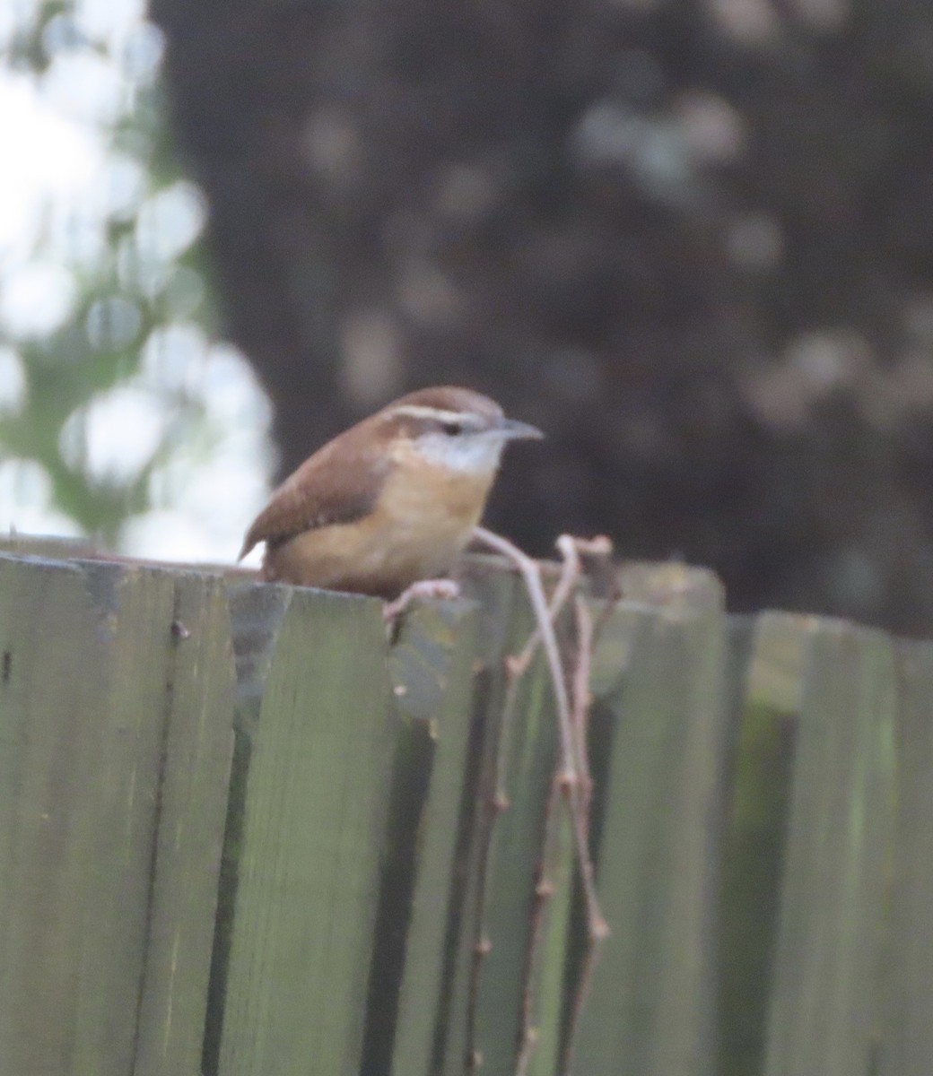 Carolina Wren - ML646422234