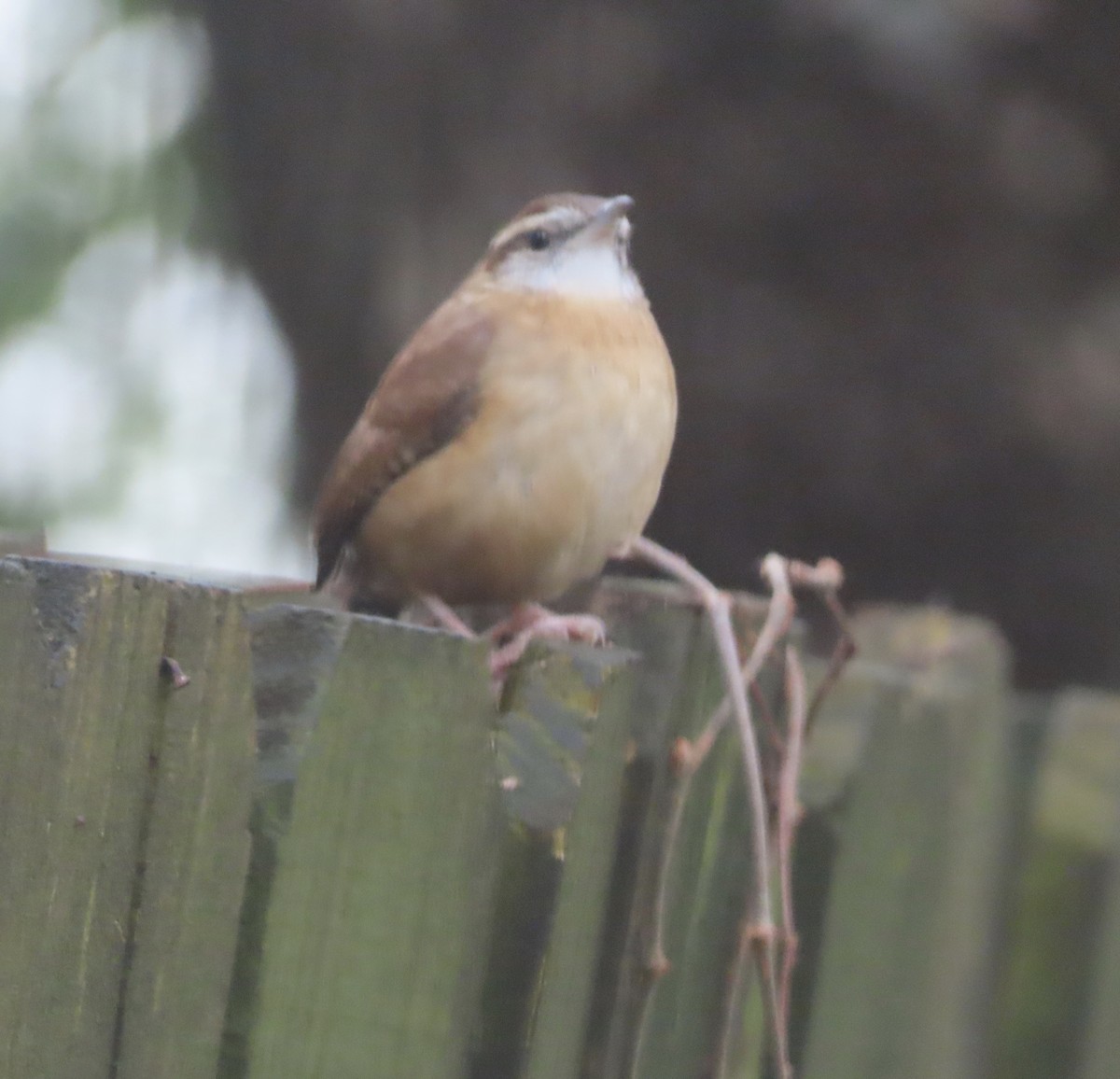 Carolina Wren - ML646422235