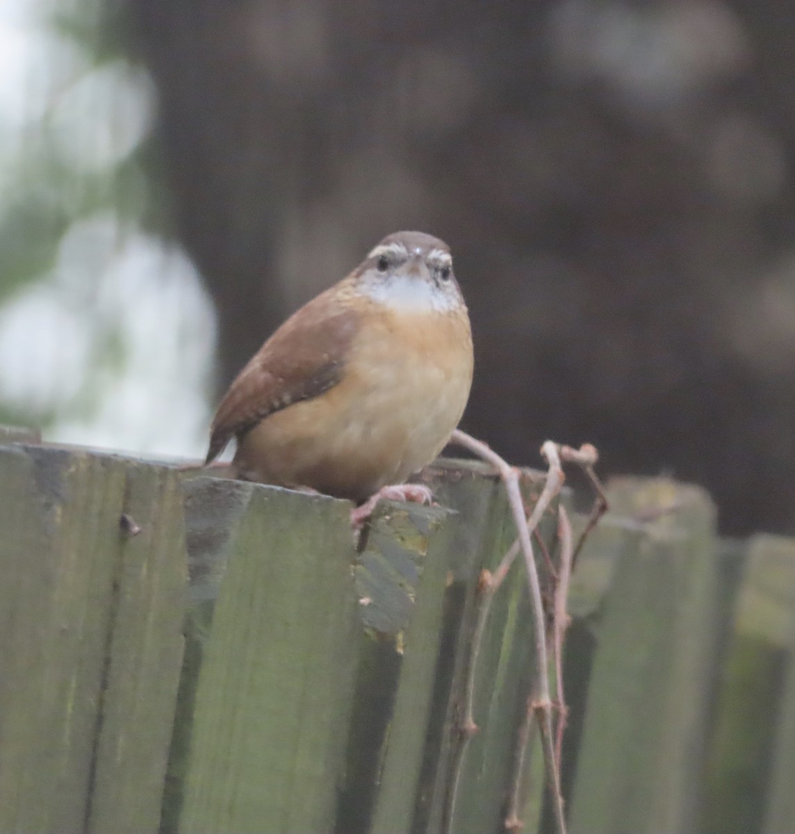 Carolina Wren - ML646422236