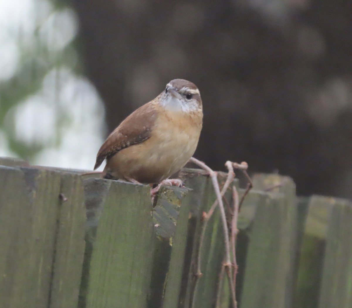 Carolina Wren - ML646422237