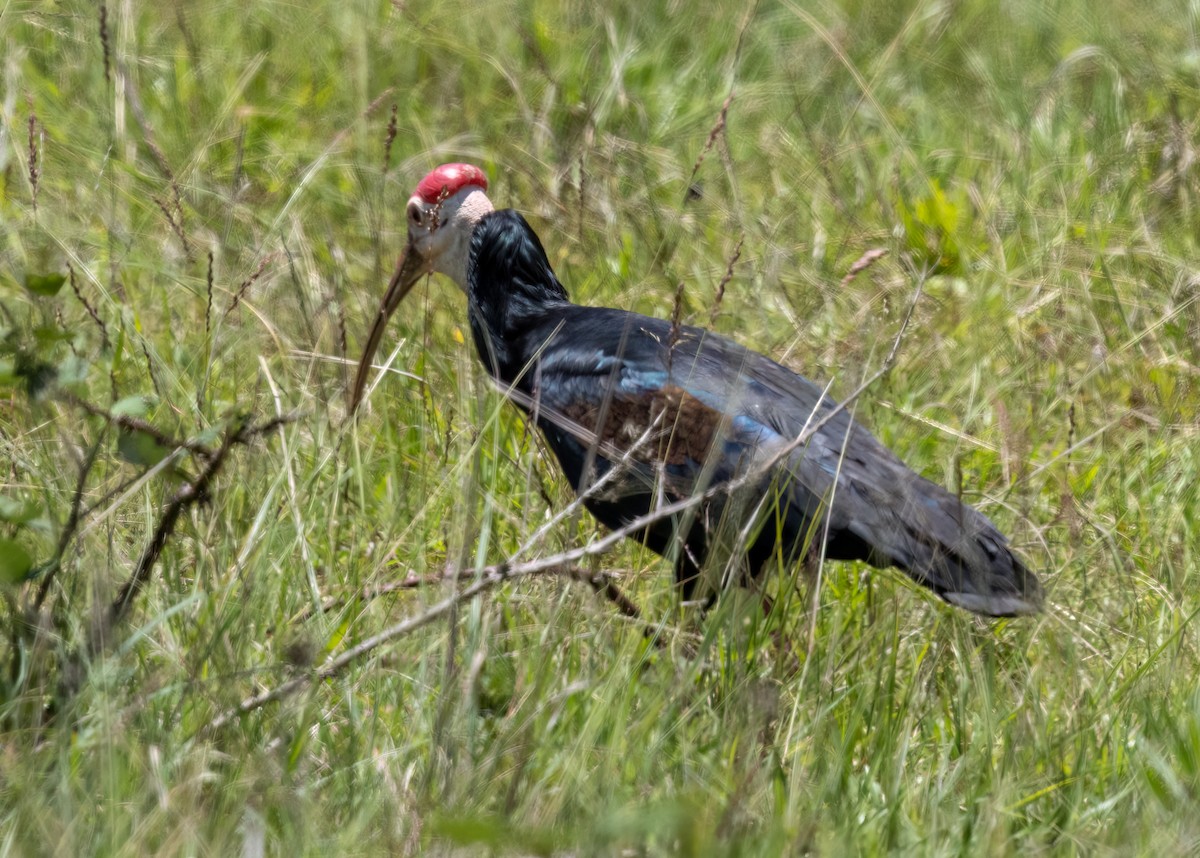 Southern Bald Ibis - ML646422238