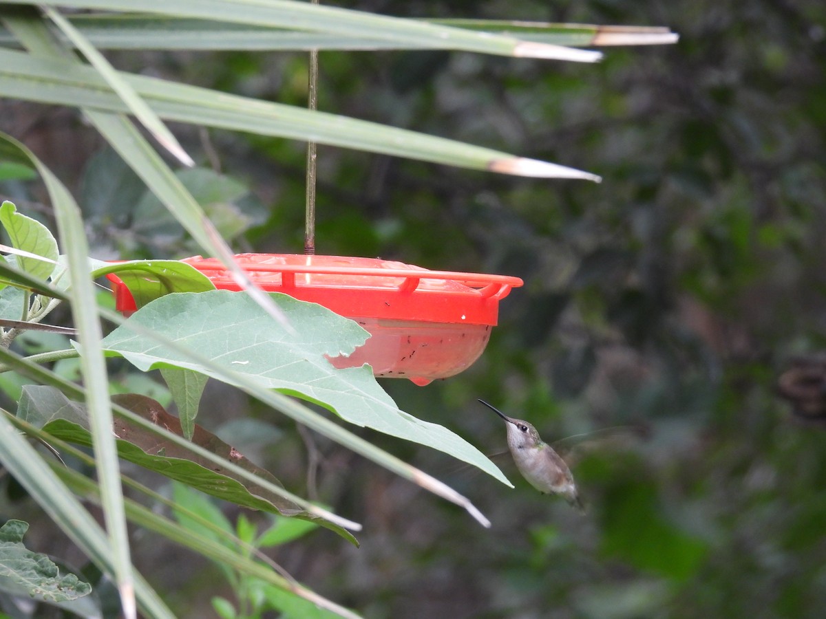 Ruby-throated Hummingbird - ML646422239