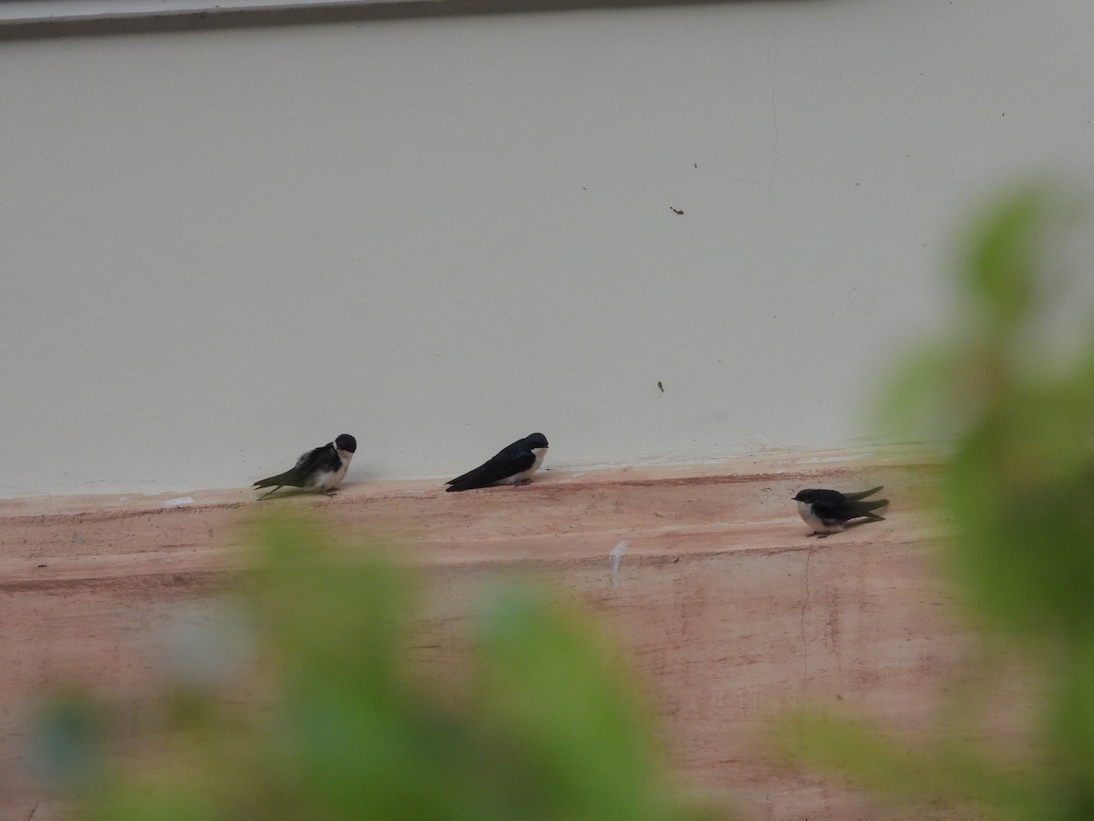 Blue-and-white Swallow - ML646422240