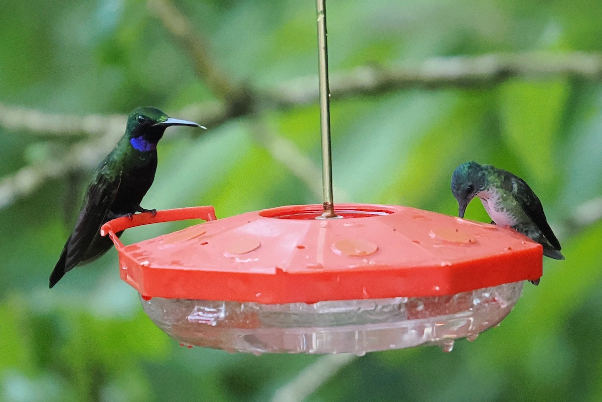 Black-throated Brilliant - ML646422241