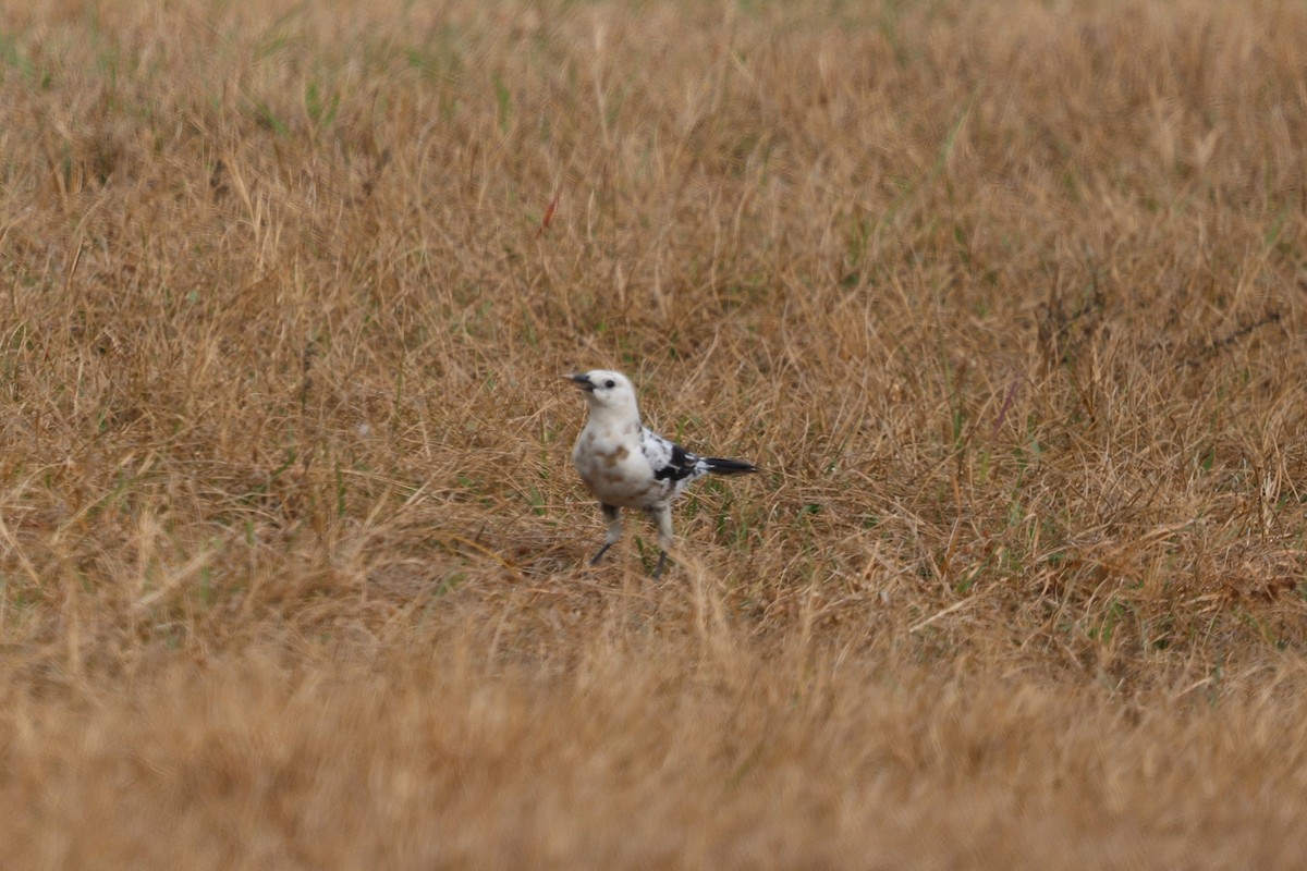 vlhovec člunoocasý - ML646422242